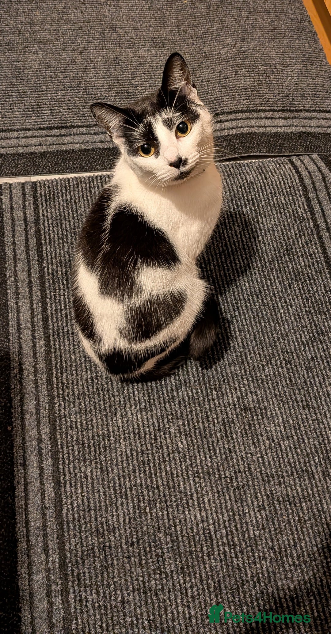 Domestic Shorthair cats for sale: Female spayed chipped vaccinated needs new home  - Advert 5