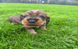 Dachshund dogs for sale: WHD - Wirehaired Dachshund (Teckle) Pups - Image 9