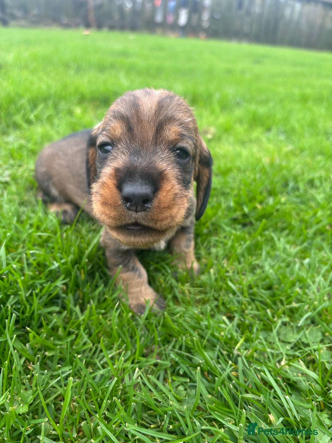 Dachshund dogs for sale: WHD - Wirehaired Dachshund (Teckle) Pups - Image 9