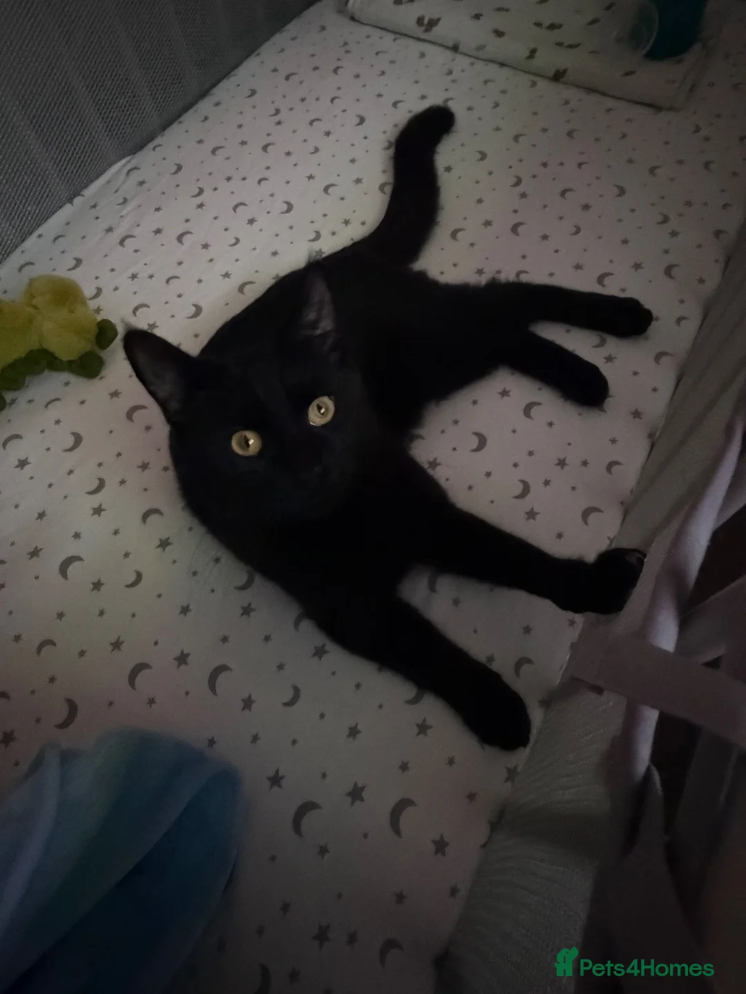 Maine Coon cats for sale: Maine coon cross kitten  in Winsford - Advert 4