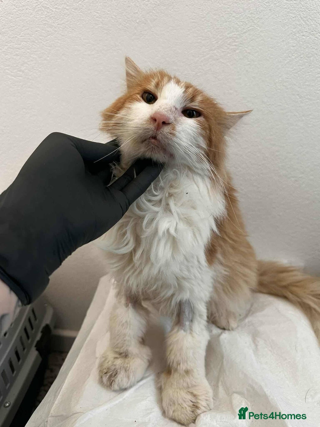 Mixed Breed cats for adoption: Jupiter for adoption - Advert 1