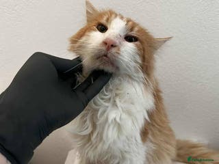 Mixed Breed cats Jupiter for adoption - Advert 6