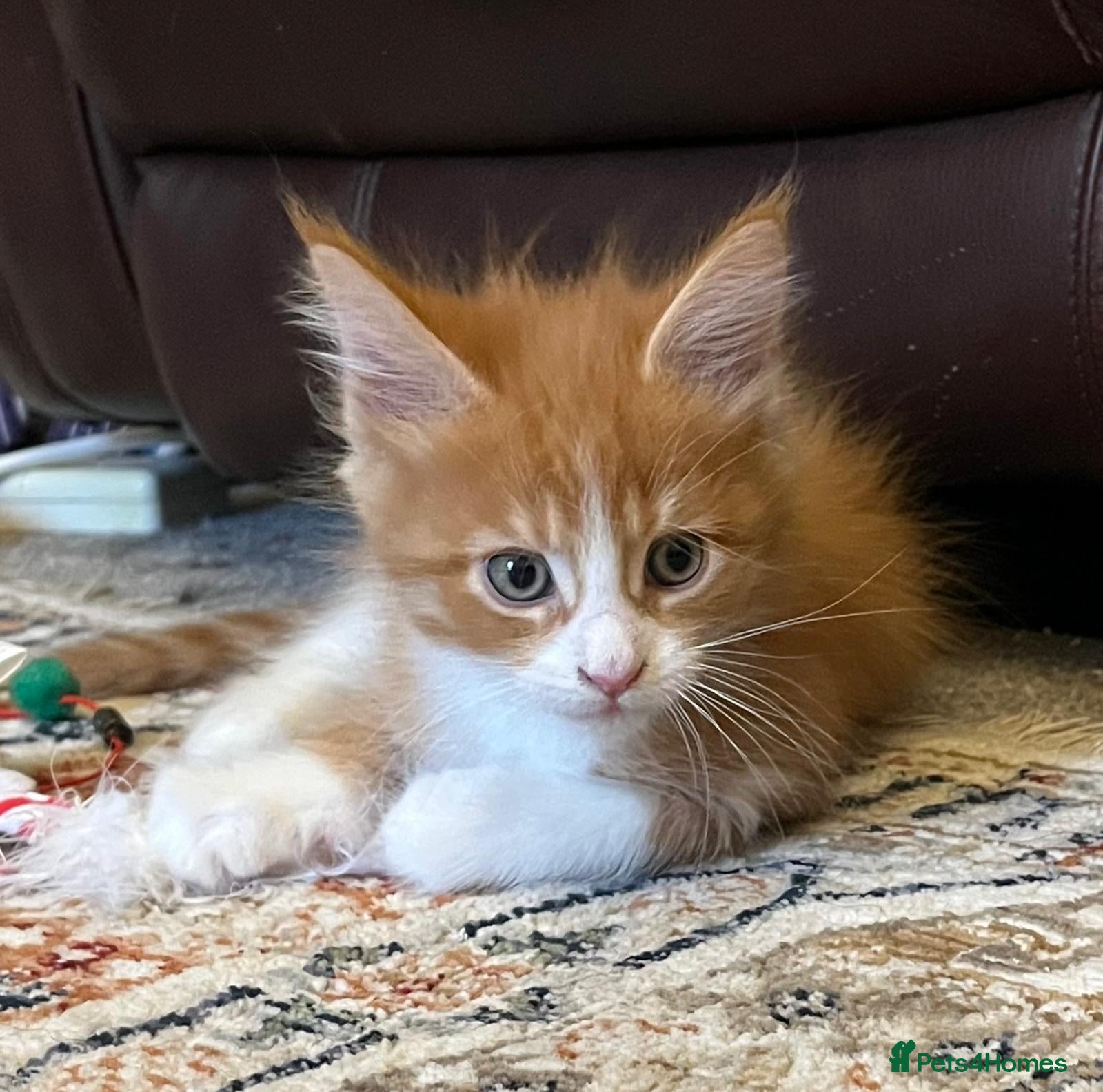 Maine Coon cats Beautiful Pedigree Main Coon Kittens - Advert 4