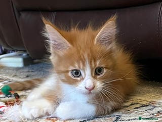 Maine Coon cats Beautiful Pedigree Main Coon Kittens - Advert 4