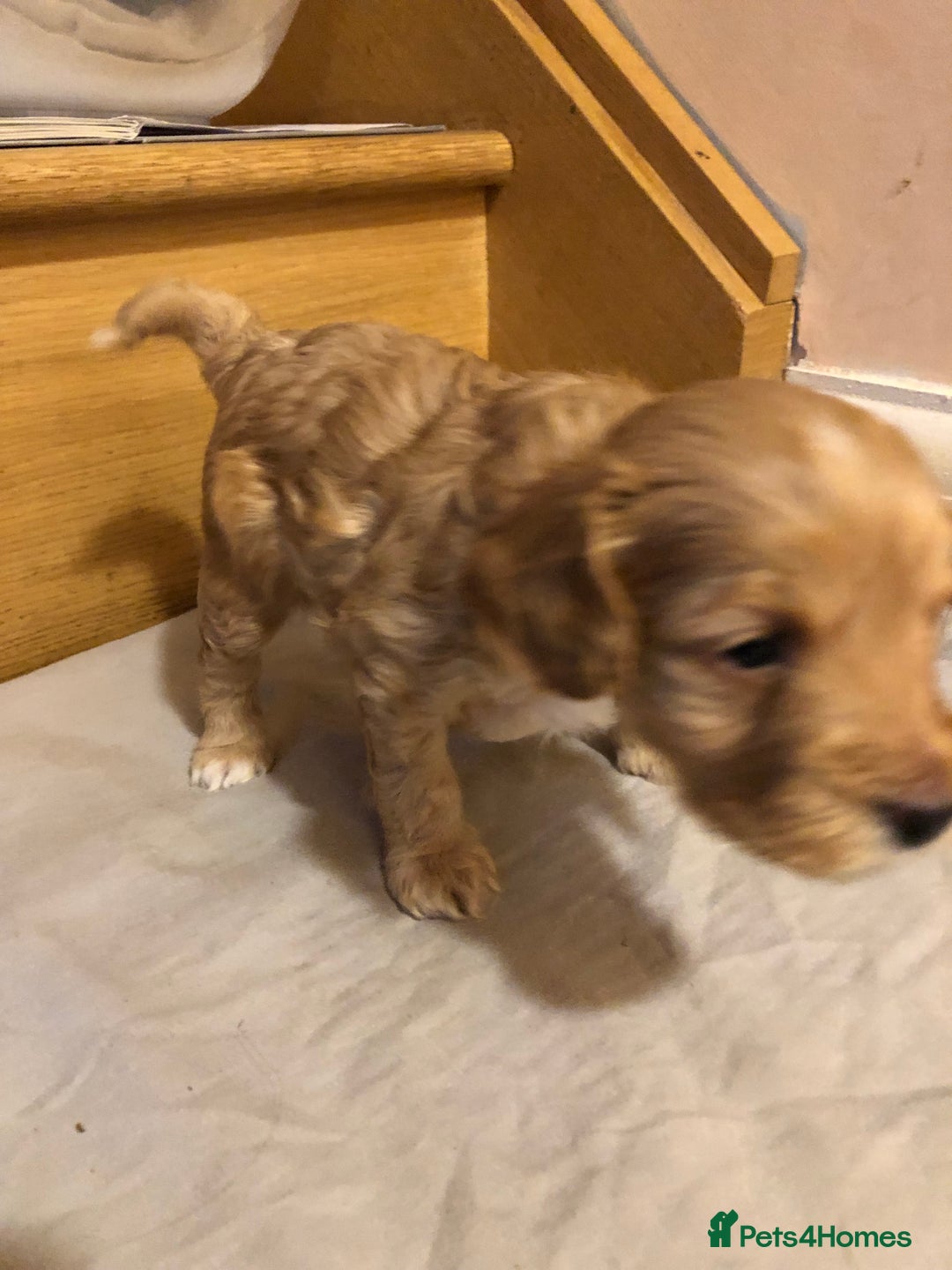 Cockapoo dogs for sale: Cockapoo puppies  - Advert 13