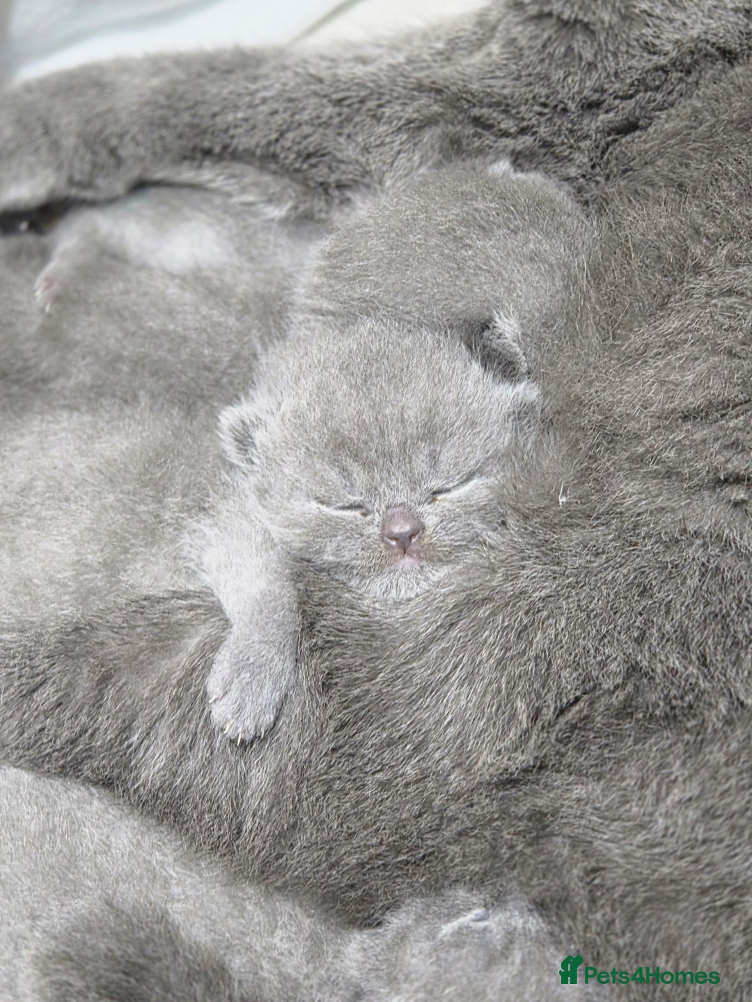 Scottish Fold cats for sale: 3 beautiful female scottish fold & straights 😍🎀 - Advert 1
