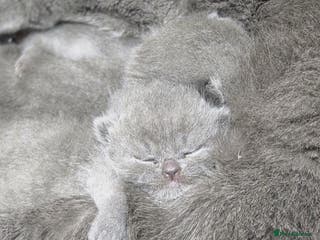 Scottish Fold cats 3 beautiful female scottish fold & straights 😍🎀 - Advert 3
