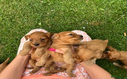 Cockalier dogs for sale: Cockaliers  - Image 2
