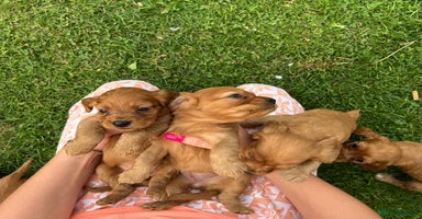 Cockalier dogs - Advert 9