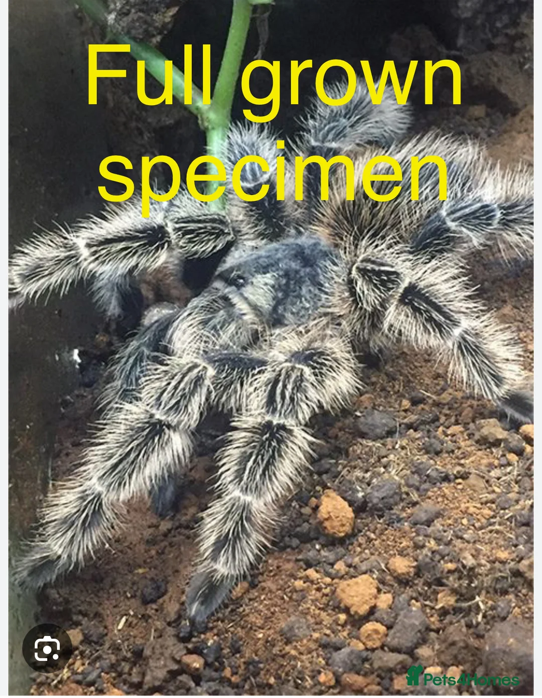 Tarantulas invertebrates for sale: Lasidora subcanens (silver bird eater spiderling)  in Catterick Garrison - Advert 2