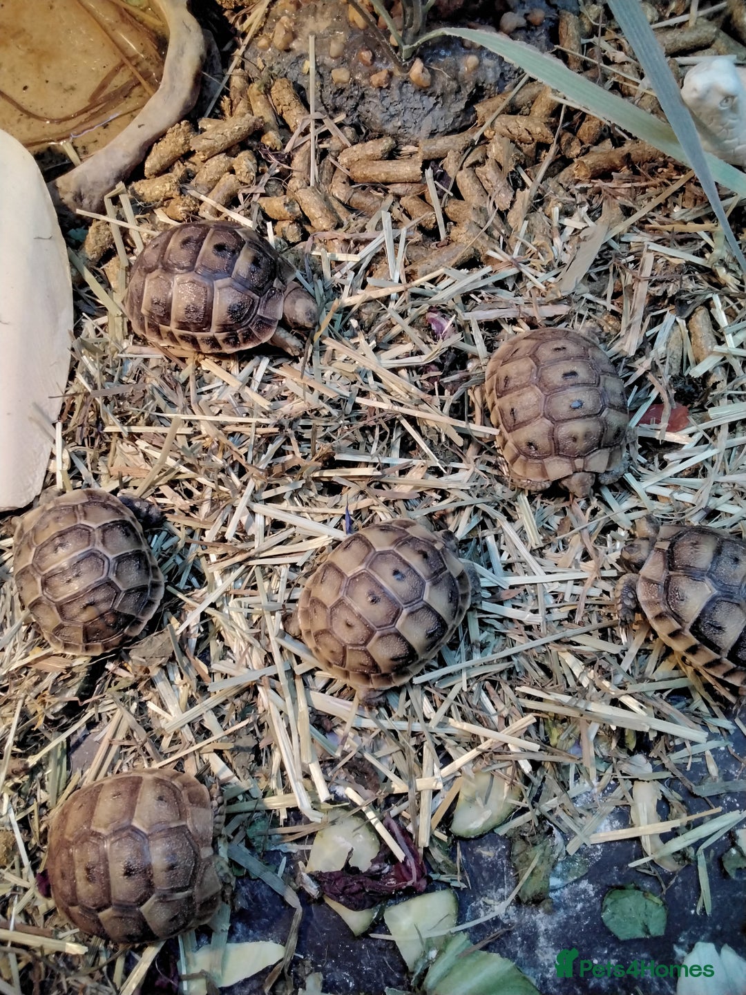 Tortoise reptiles for sale: Med spur thigh tortoise hatchlings  - Image 6
