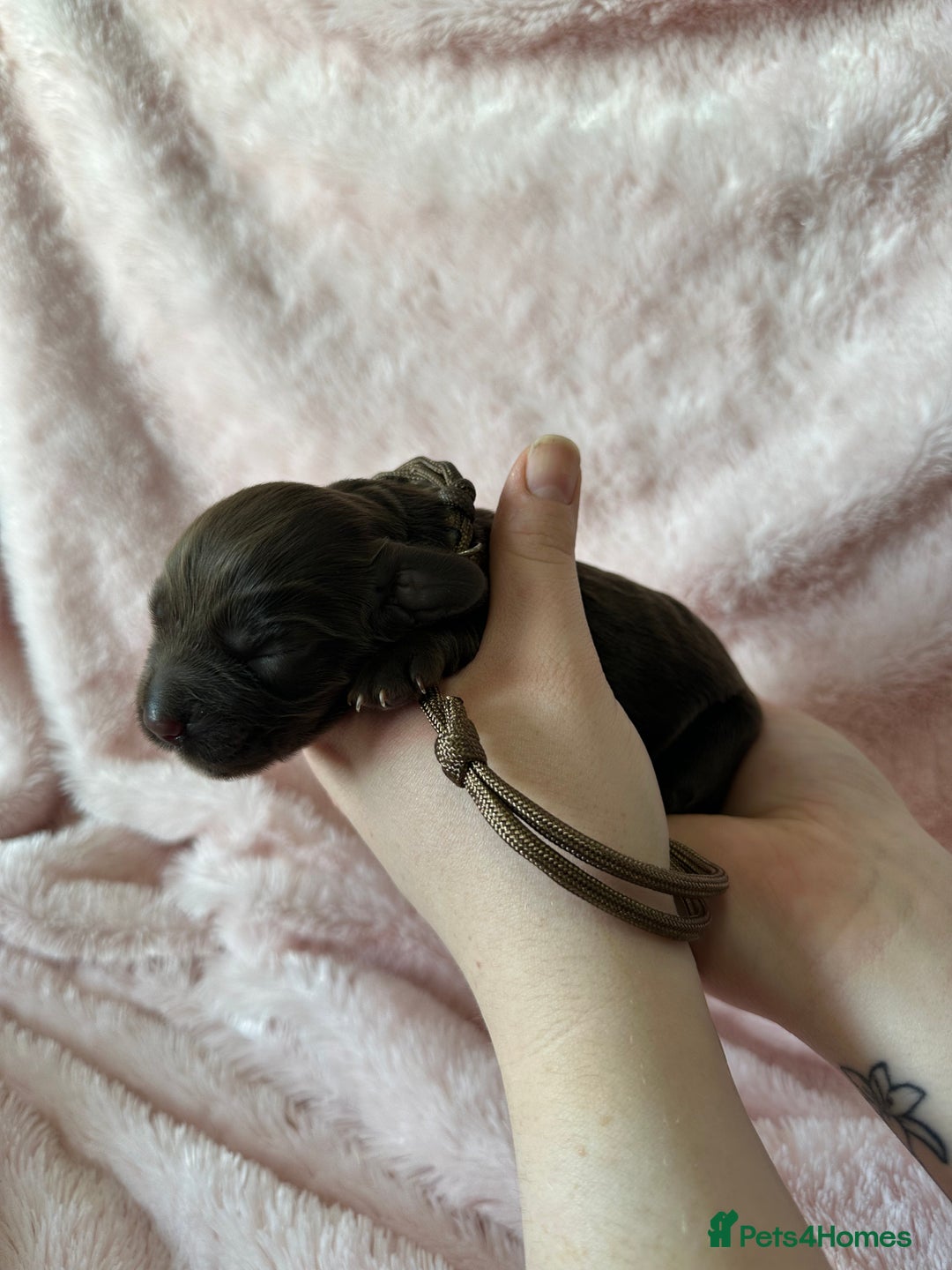 Cocker Spaniel dogs for sale: Cocker Spaniel Pups - Solid & Roan - Farlavale - Advert 15