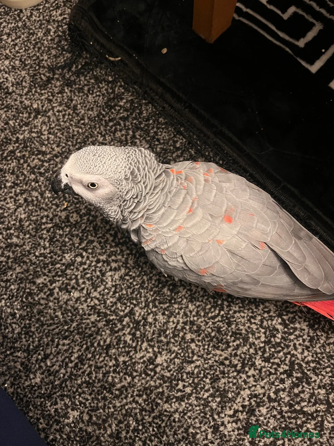 Parrots birds for sale: Tame Red factor African grey  - Advert 2