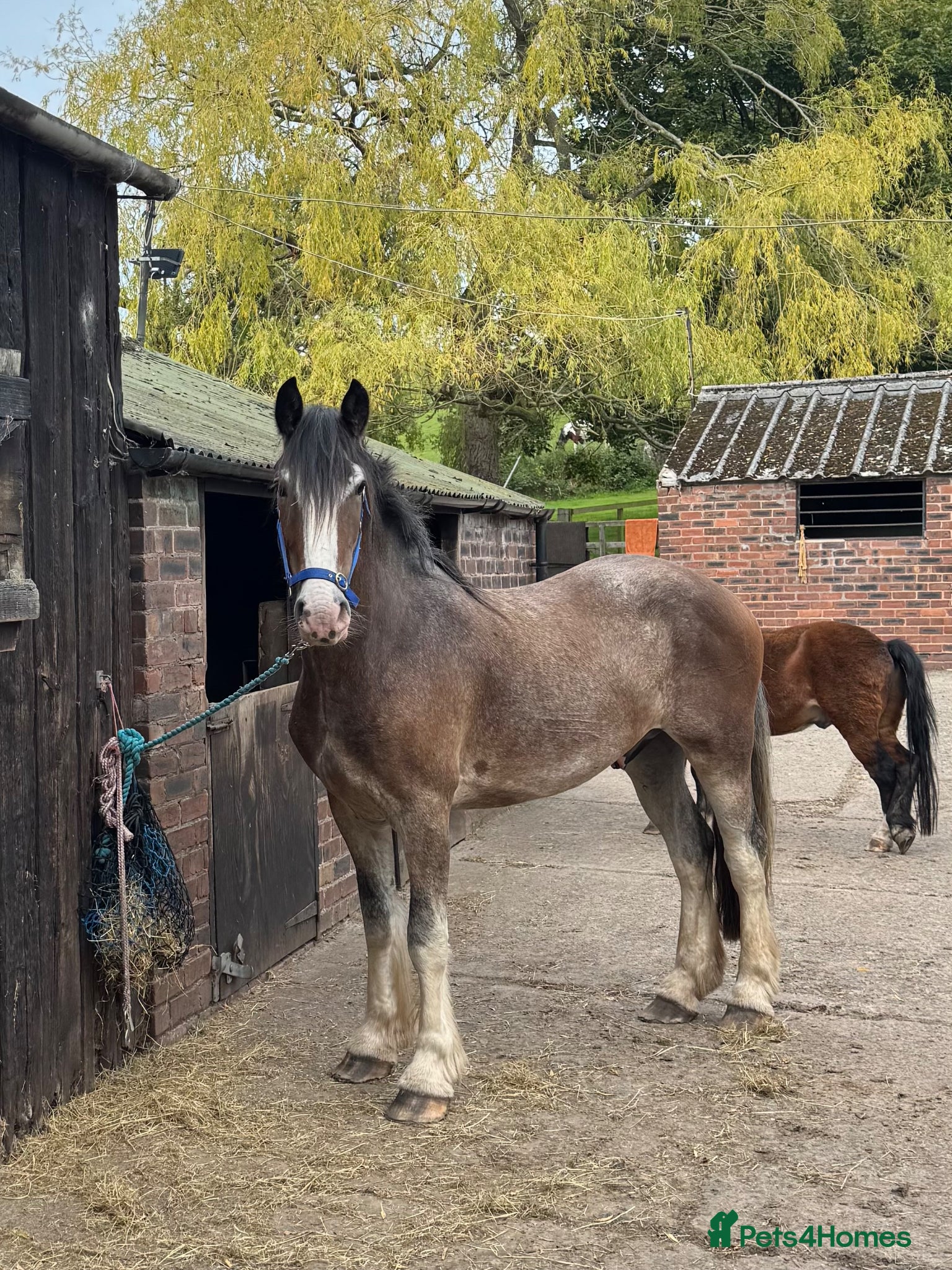 Other Breed horses Lights backed 16.1hh 4yr old gelding  - Advert 4