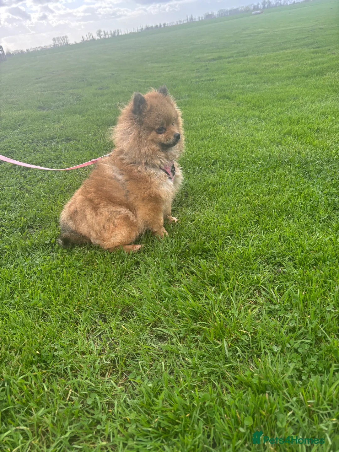 Pomeranian dogs for sale: Beautiful Adult Pomeranian Girl - Advert 2