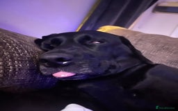 Labrador Retriever dogs for sale: 6 year old Labrador - Delilah - Image 5