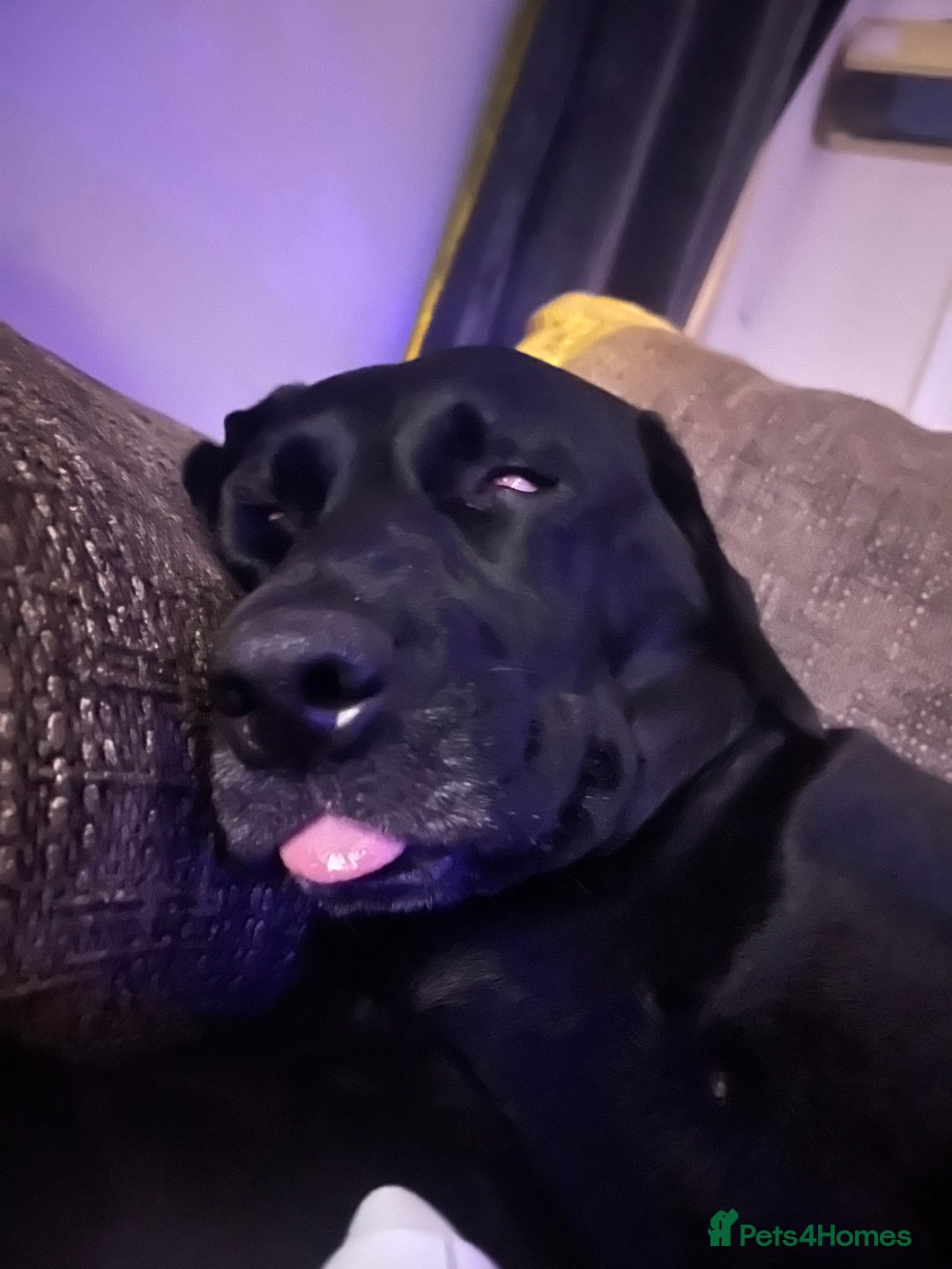 Labrador Retriever dogs for sale: 6 year old Labrador - Delilah - Image 5