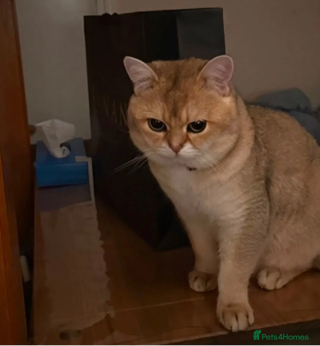British Shorthair cats for sale: British short hair gold - Advert 6