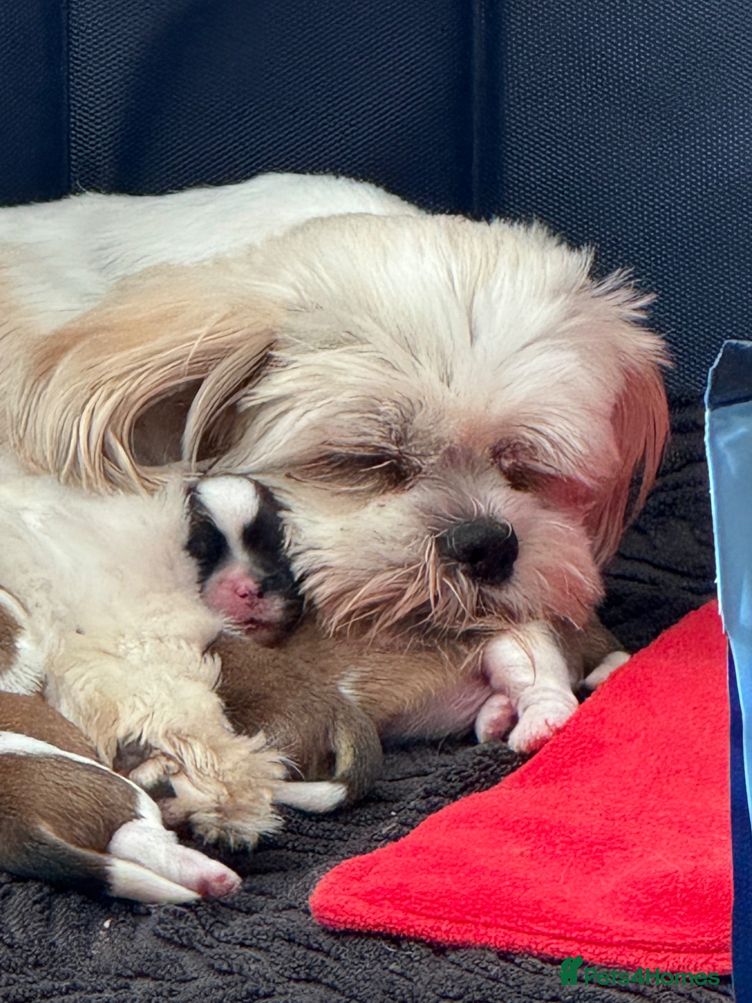 Shih Tzu dogs Beautiful litter of Shih Tzu puppies - Advert 1