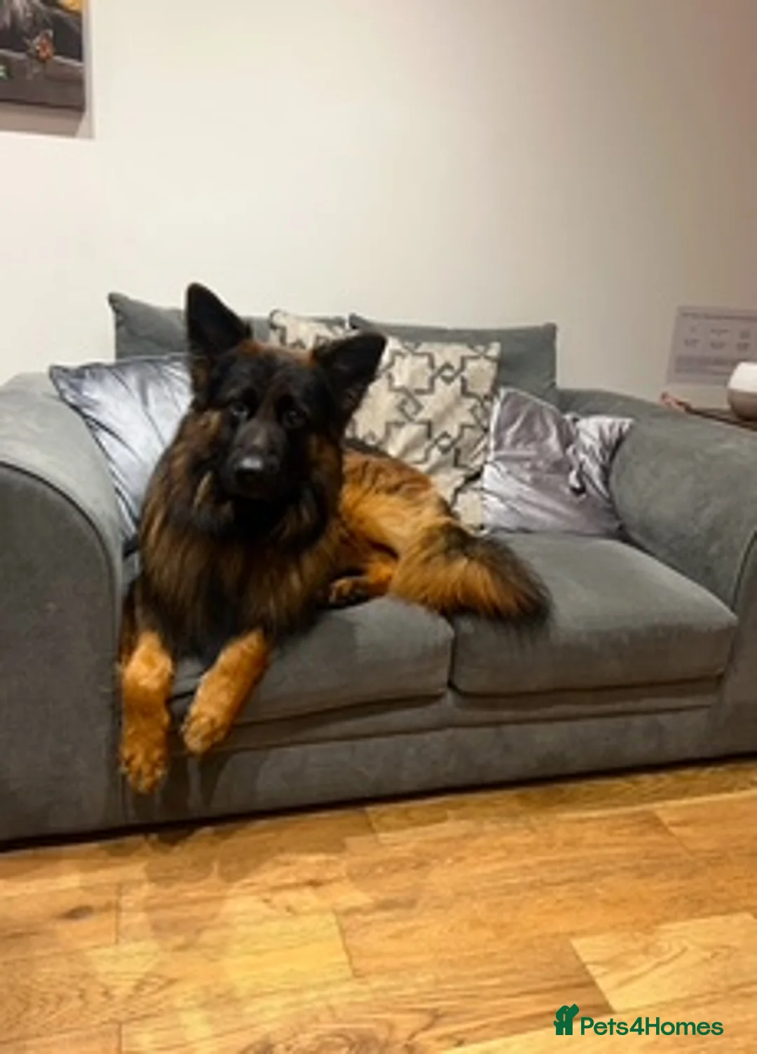 German Shepherd dogs for sale: Enzo  - Advert 2