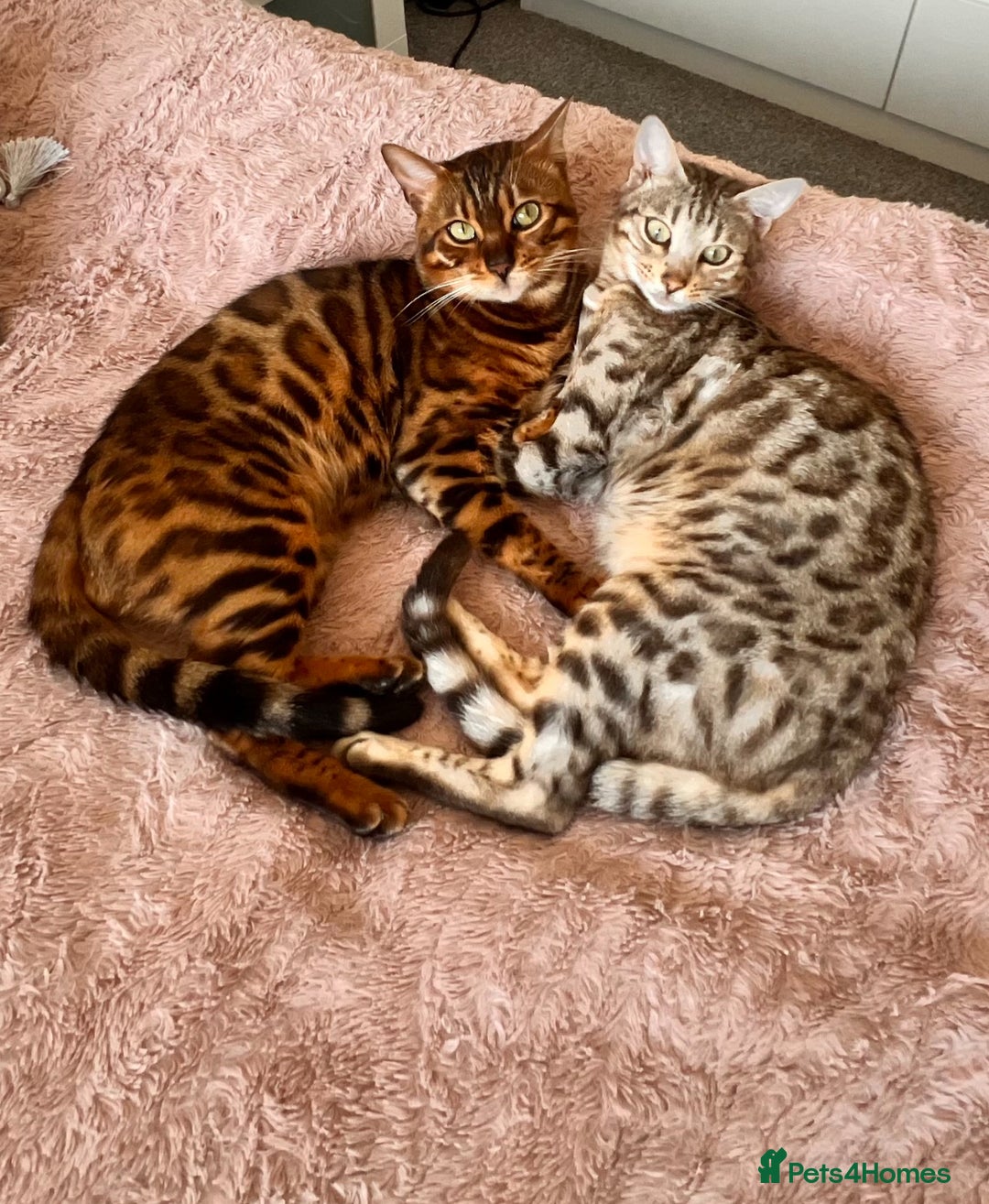Bengal cats for sale: Bengal kittens - Image 3