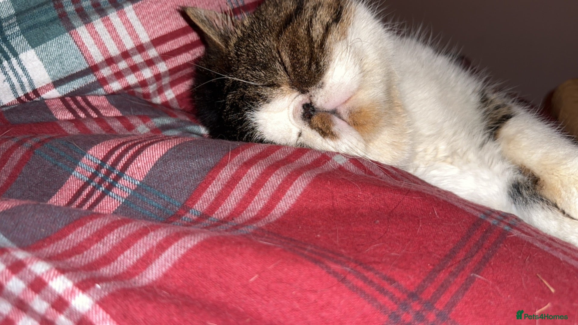 Exotic cats Exotic shorthair cat - Advert 15