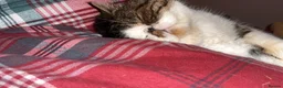 Exotic cats for sale: Exotic shorthair cat - Advert 6