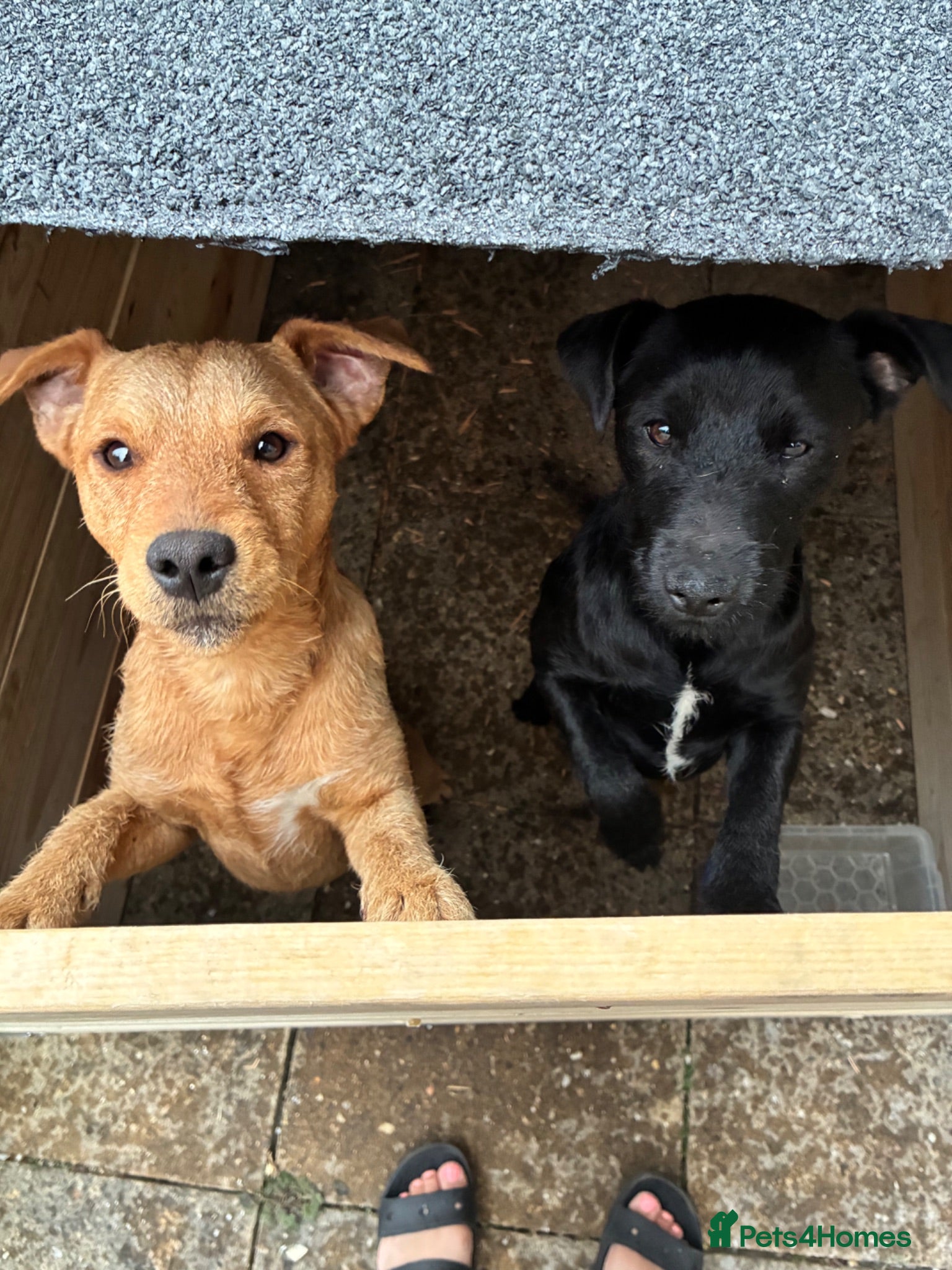 Mixed Breed dogs Axel & Winston looking for their forever home - Advert 12