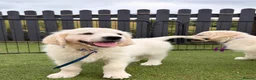 Golden Retriever dogs for sale: Kc registered health tested parents  - Advert 25