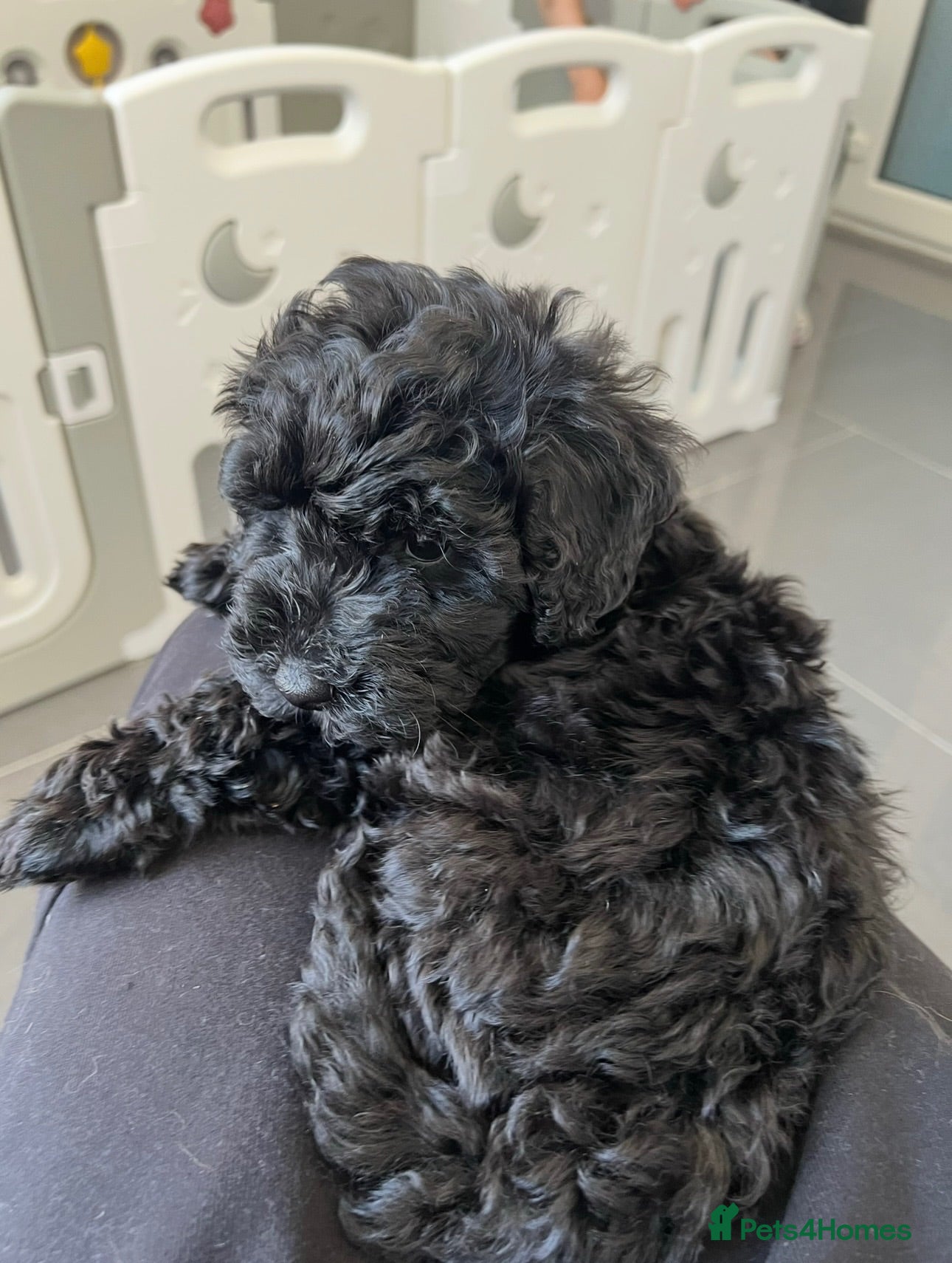 Cockapoo dogs health tested DNA/BVA eye tested cockapoo puppies  - Advert 2