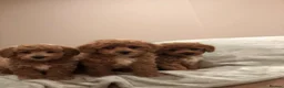 Cavapoo dogs for sale: 🐾Adventures of a curly cavapoo🐕 in Chessington - Advert 9