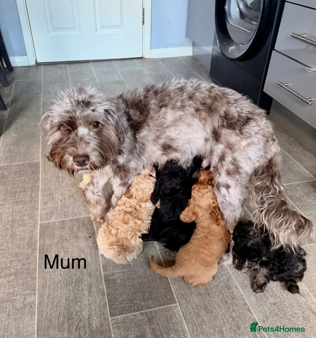 Cockapoo dogs for sale: Cockapoo puppies  - Advert 2