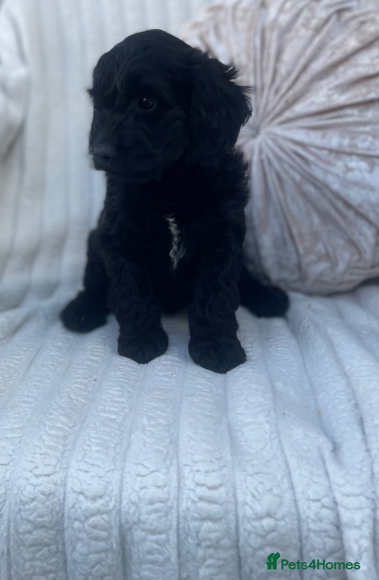 Cockapoo dogs Beautiful F1 cockapoos only a girl available  - Advert 17