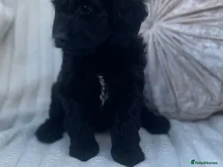 Cockapoo dogs Beautiful F1 cockapoos only a girl available - Advert 17