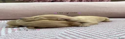 Miniature Dachshund dogs for sale: KC LONG HAIRED CREAM MINIATURE DACHSHUNDS🤍 - Advert 4