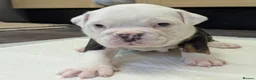 Olde English Bulldogge dogs for sale: Old English bulldog  in Barry - Advert 17