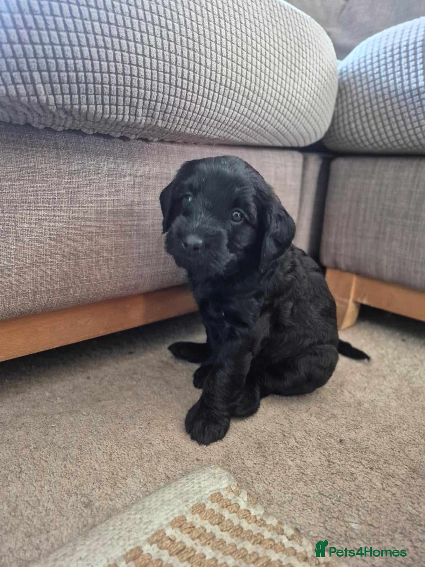 Mixed Breed dogs  La schnoodle pup DNA test dad  - Advert 2