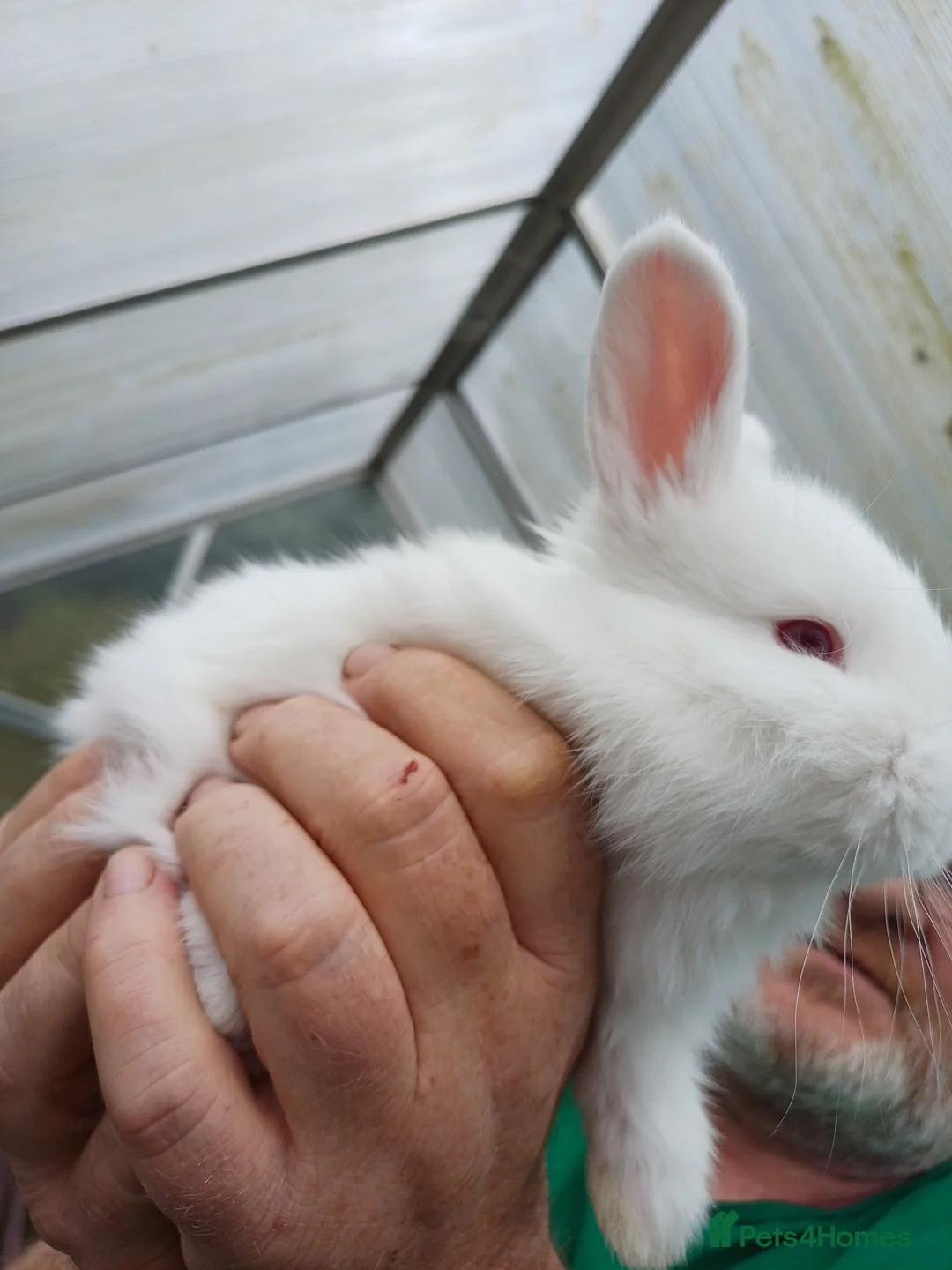 New Zealand rabbits for sale: 2 new zealand white kits  in Newbury - Advert 1