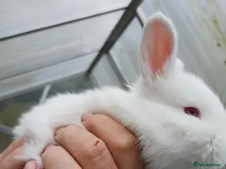 New Zealand rabbits 2 new zealand white kits - Advert 1