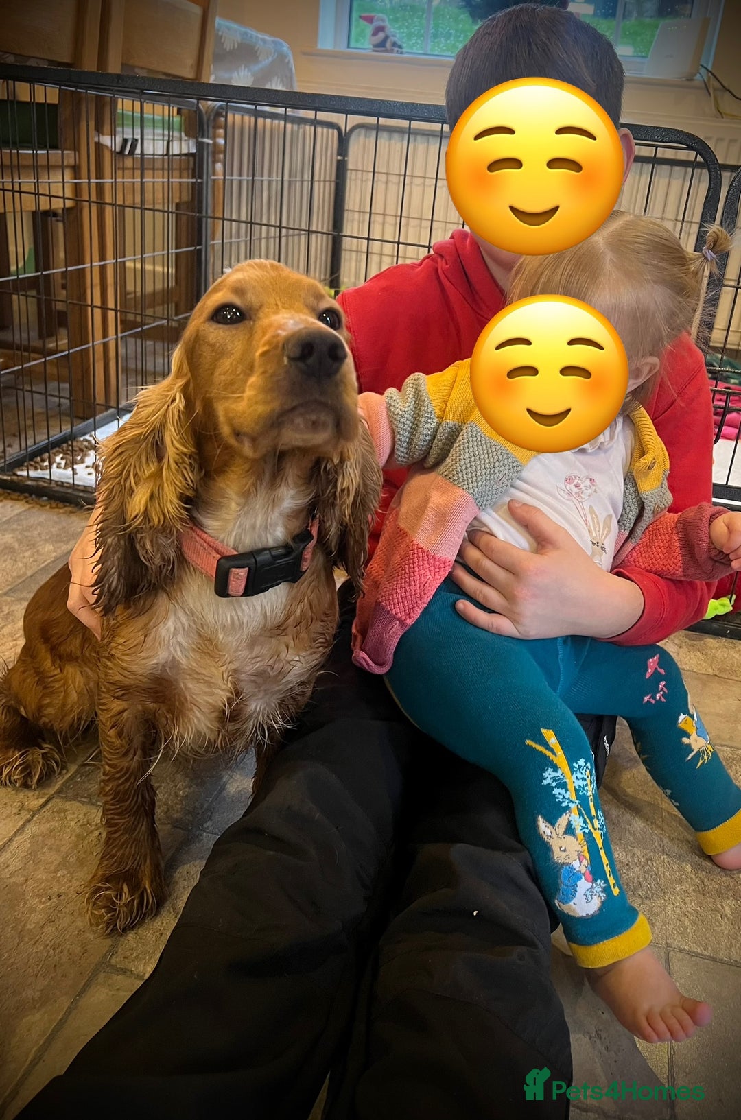 Cocker Spaniel dogs for sale: Show cocker spaniels  - Advert 19