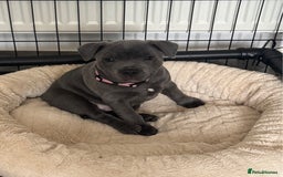 Staffordshire Bull Terrier dogs for sale: BLUE BLOODLINE CHAMPION STAFFS💕🐾 - Image 9
