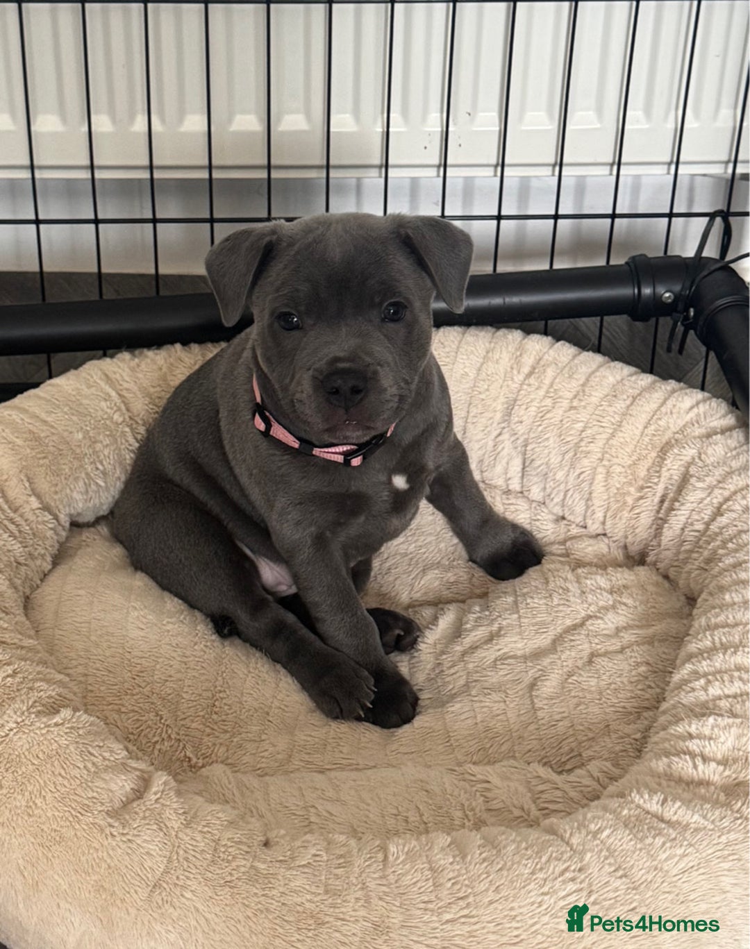 Staffordshire Bull Terrier dogs for sale: BLUE BLOODLINE CHAMPION STAFFS💕🐾 - Image 9