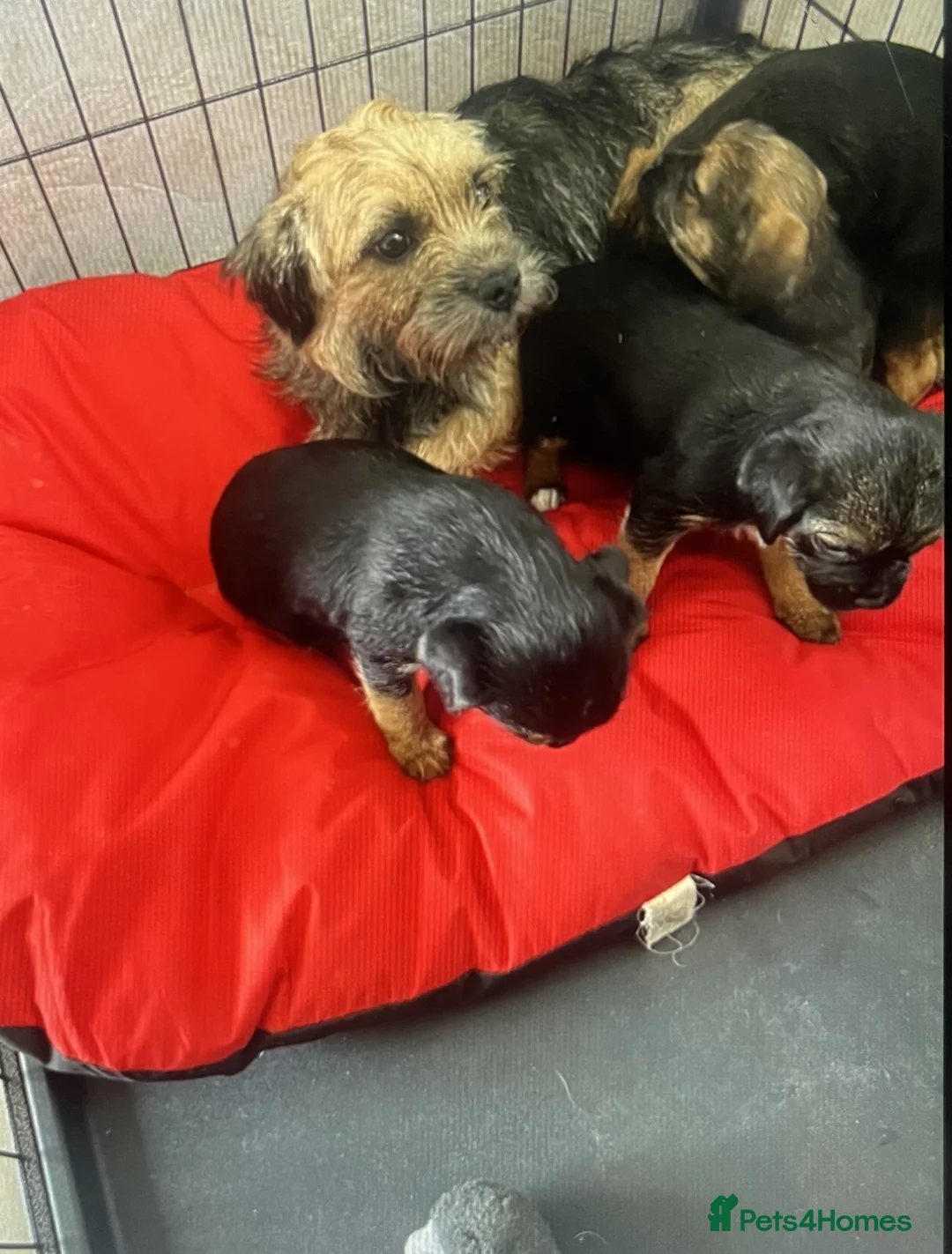 Border Terrier dogs for sale: KC Border Terrier pups - Advert 6