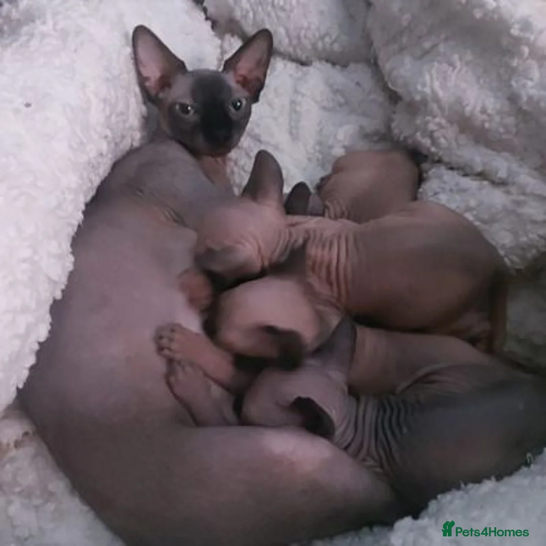 Sphynx cats for sale: GCCF Registered Sphynx Kittens  for sale  in London - Advert 4
