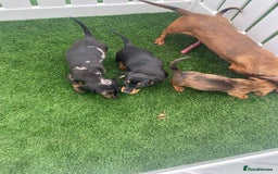 Miniature Dachshund dogs for sale: 4 adorable miniature dachshund puppies  - Image 1