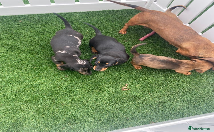 Miniature Dachshund dogs - Advert 5