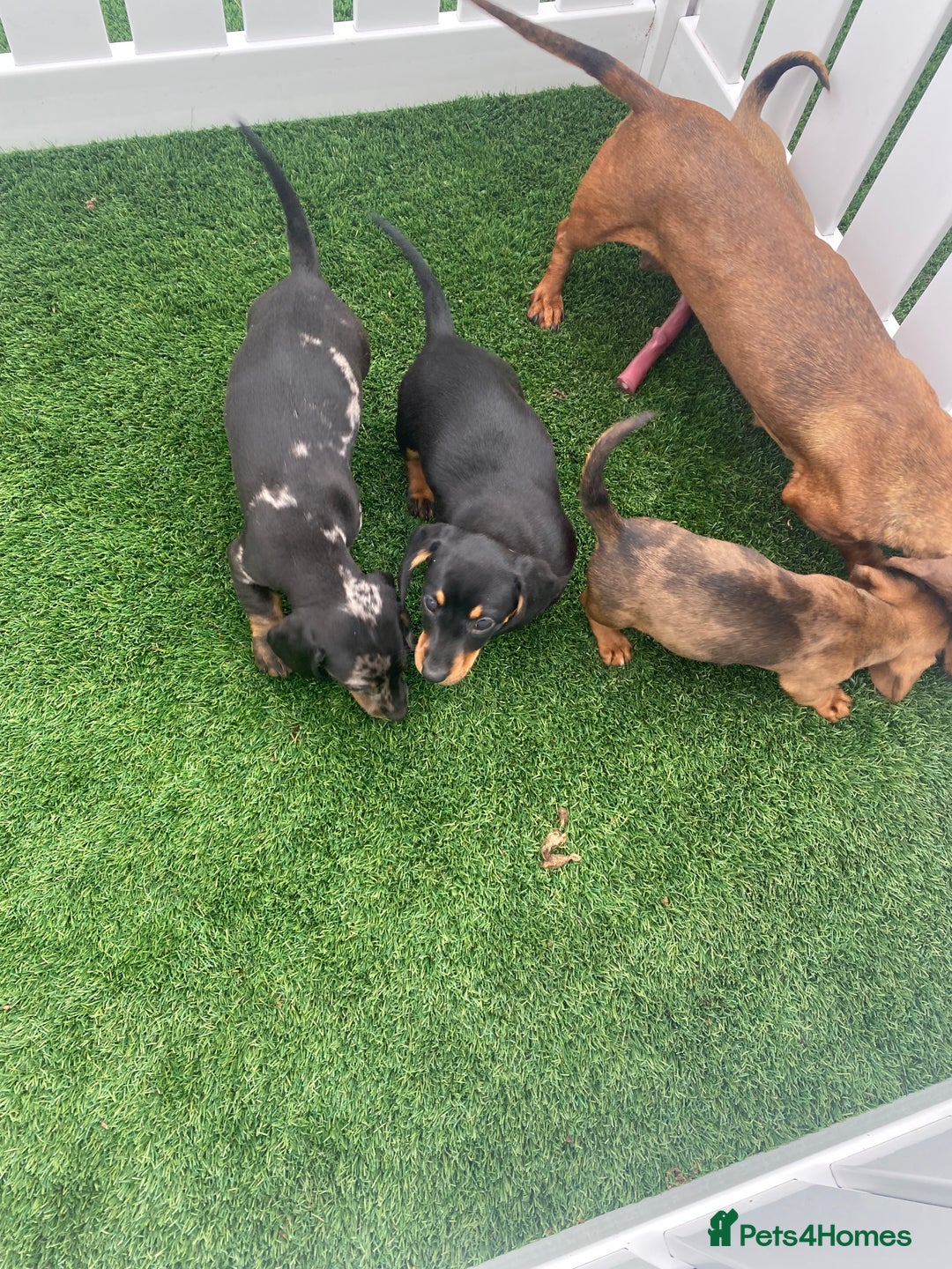 Miniature Dachshund dogs for sale: 4 adorable miniature dachshund puppies  - Image 1