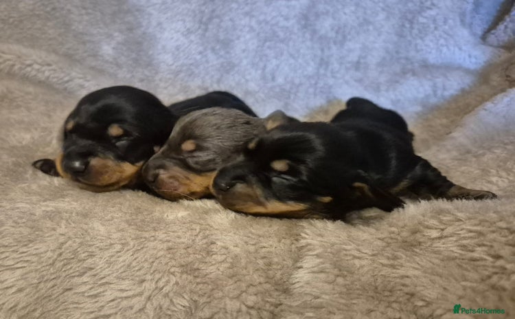 Dachshund dogs - Advert 1