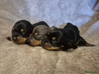 Dachshund dogs - Advert 25