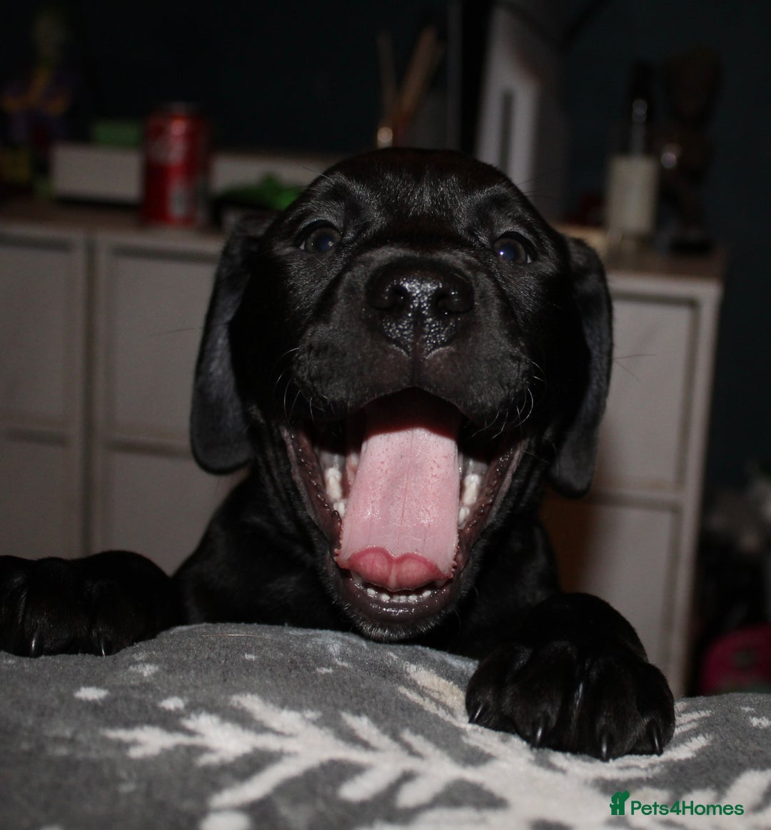 Mixed Breed dogs for sale: Labrador X pups 2 girls left !  - Advert 6